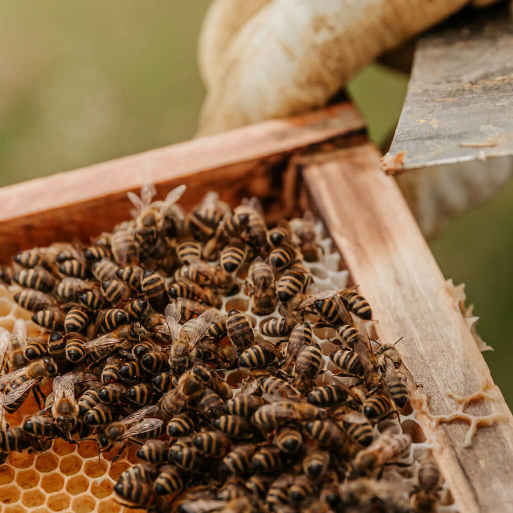 farm-bees